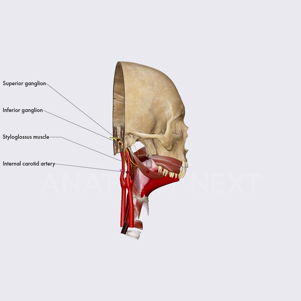 Glossopharyngeal Nerve Cn Ix Cranial Nerves Head And Neck Anatomyapp Learn Anatomy 2802